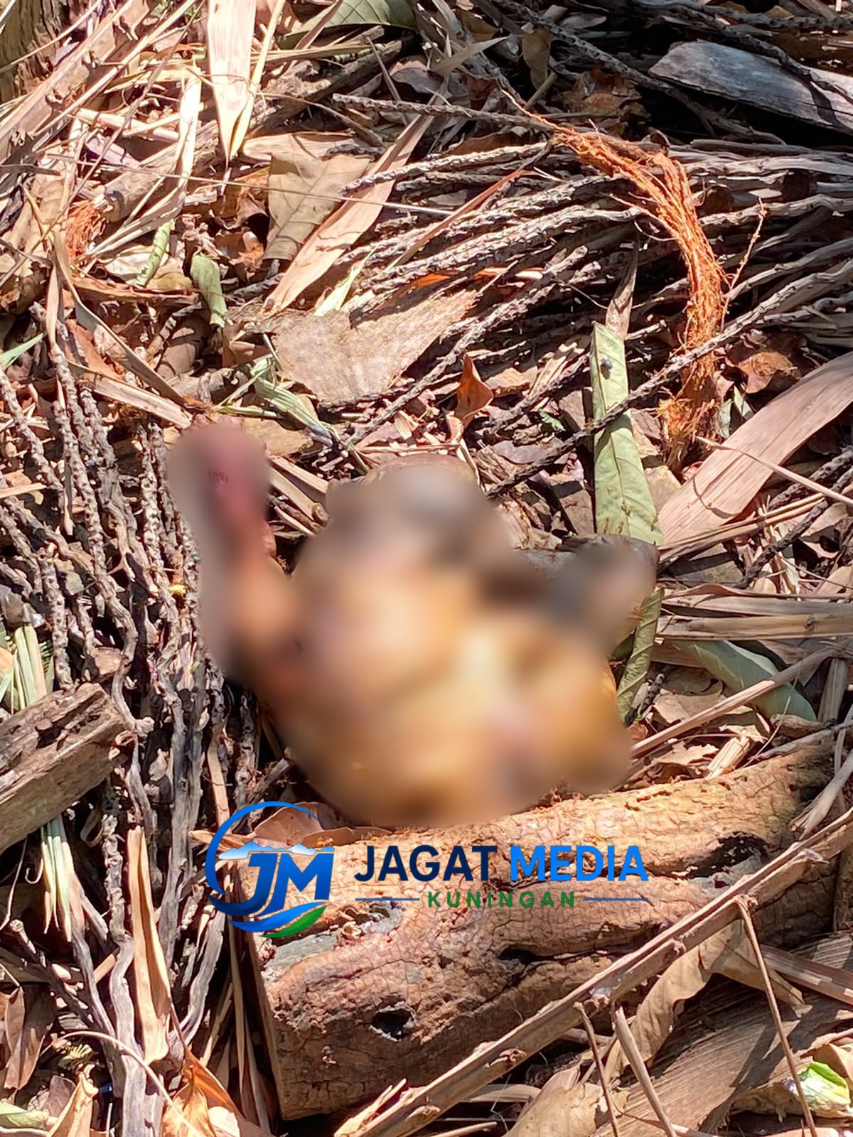 Warga Cidahu Kuningan Digegerkan Penemuan Jasad Bayi di Area Perkebunan