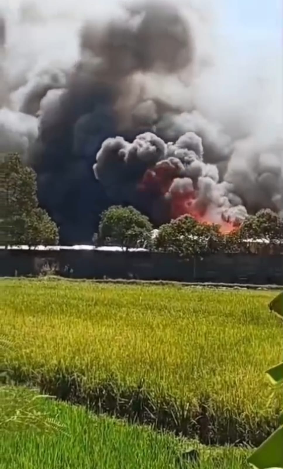 Kebakaran Hebat Hanguskan Pabrik Triplek di Desa Sampora, Tim Damkar Masih Berjibaku Jinakkan Api